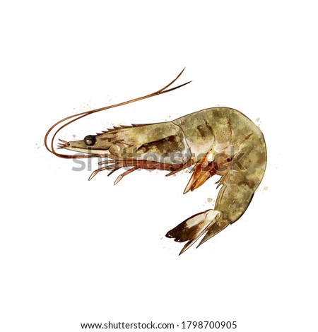 Shrimp, watercolor isolated illustration of a crustacean.