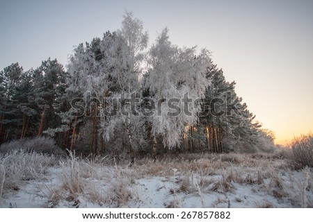 Hoar frost on birch and pine trees. A winter forest on sunset in a hard frost.