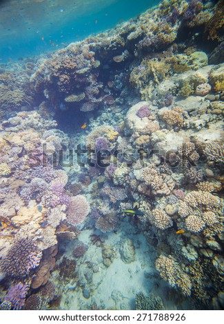 Underwater landscape. Red sea coral reef. Many little fishes.