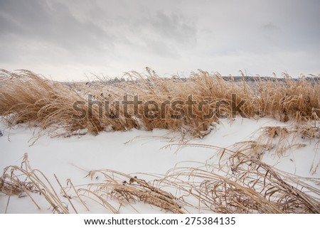 Frozen grass in winter after rainy weather