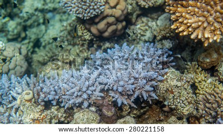 Hard blue corals closeup. Red sea coral reef. black and white chromis dimidiata swimming around