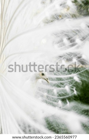 Similar – Image, Stock Photo Portrait of peacock doing cartwheel