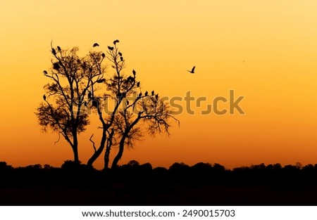 Similar – Image, Stock Photo A lone tree in a field