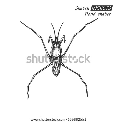 Hand drawn ink sketch of pond skater isolated on white background. Vector illustration. Drawing in vintage style.