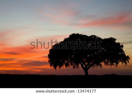 brilliant orange sky with a lone tree on a hill - Alentejo Portugal