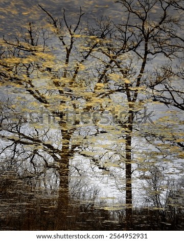 Similar – Image, Stock Photo Fallen leaves floating on water