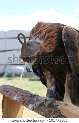 young eagle: mongolian royal bird