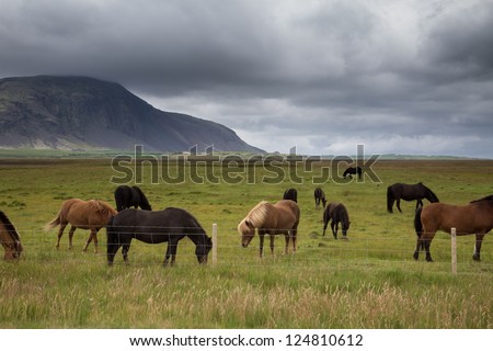 horses in the nordic greenkand