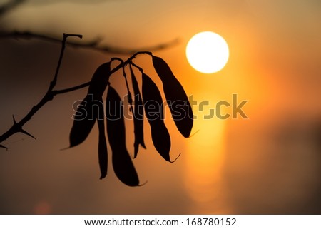 leaves silhouette in front of sunrise