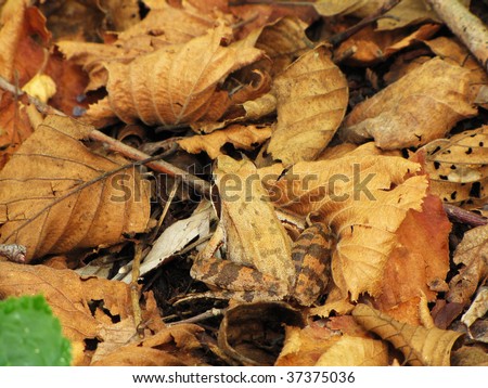 brown frog into brown leaves
