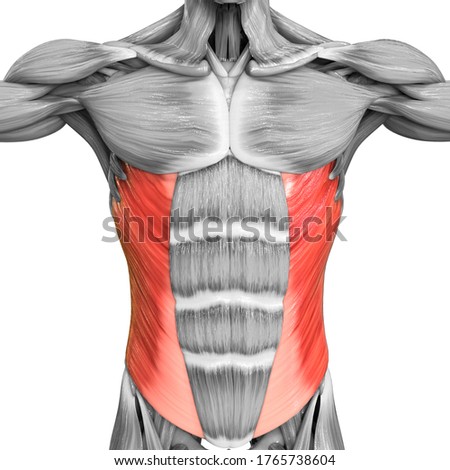 Human Muscular System Torso Muscles Abdominal External Oblique Muscle Anatomy. 3D 商業照片 © 