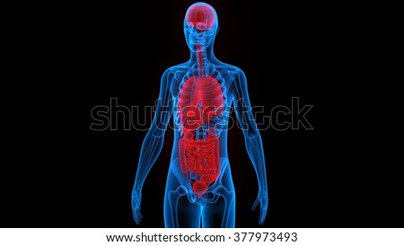 Human Body Organs (Brain, Lungs, Large And Small Intestine With Kidneys ...