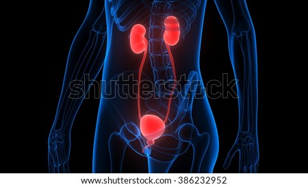 Human Body Organs (Kidneys) Stock Photo 386232952 : Shutterstock