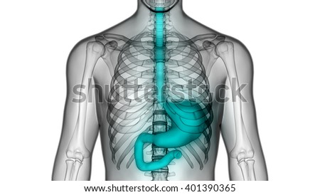 3d Illustration Of Human Body Organs (Stomach Anatomy) - 401390365