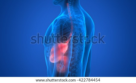 Human Body Organs (Stomach Anatomy). 3d Stock Photo 422784454