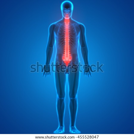 Human Body Bone Joint Pains (Spinal Cord Anatomy). 3d Stock Photo
