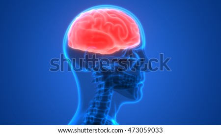Human Brain Anatomy. 3d Stock Photo 473059033 : Shutterstock
