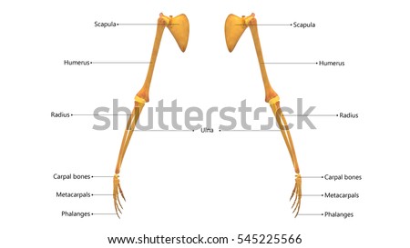 Human Skeleton Anatomy (Hand Joints). 3d Stock Photo 545225566