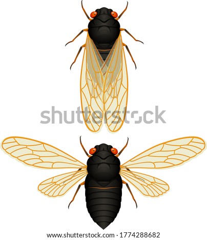 Vector illustration of a 17-year cicada (