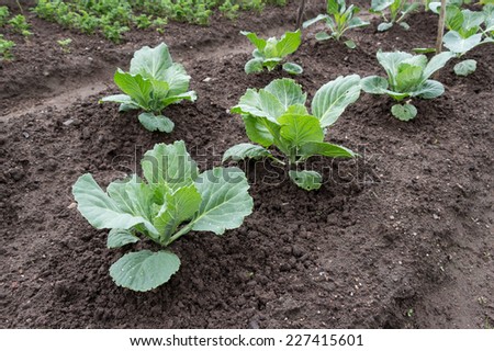 Cabbage growing in the vegetable garden