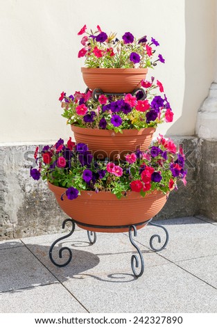 Beautiful petunia flowers in big flowerpot in sunny day