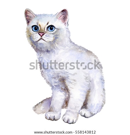 Watercolor close up portrait of popular British shorthair silver kitten isolated on white background. Sweet rare silver chinchilla colouration highland. Hand drawn pet. Greeting card design. Clip art