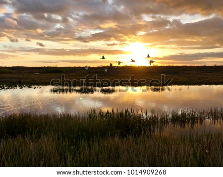 Similar – Image, Stock Photo The sun sets behind a row of leafless trees