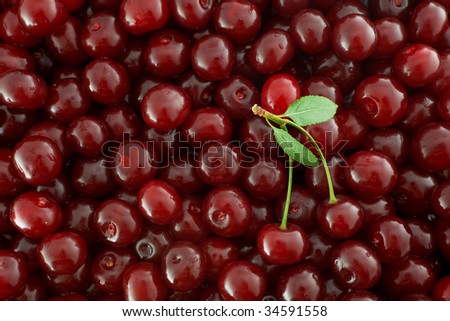 Red Cherries background and two cherry on fruit stem with green leaves