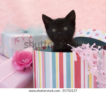 black kitten popping out of a birthday box