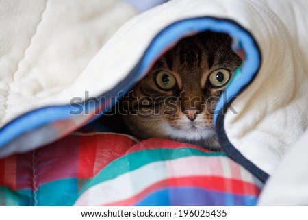 Tabby cat lying under the coloured quilt with eyes wide open