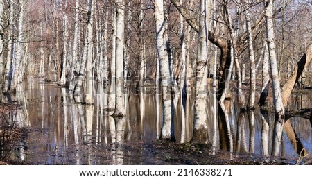 Similar – Image, Stock Photo Birch tree with reflection in bog lake, on a meadow is a bench
