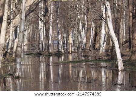 Similar – Image, Stock Photo Birch tree with reflection in bog lake, on a meadow is a bench