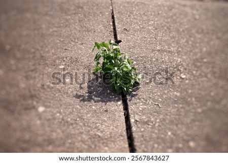 Similar – Foto Bild kleiner grüner Baum aus nächster Nähe