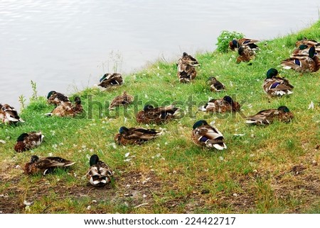 Ducks on the pond board green grass in Druskininkai. Lithuania.