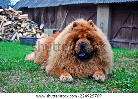 Red chow chow dog on a green grass. Guardian of home living in Lithuania.