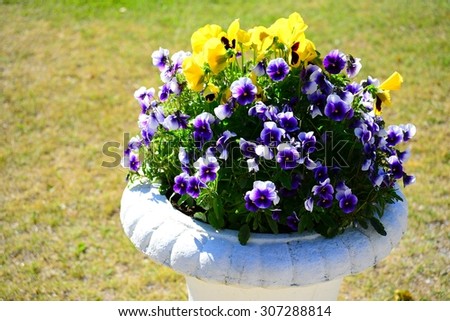 Viola flowers in the flowerpot in Raudondvaris Manor. Lithuania.