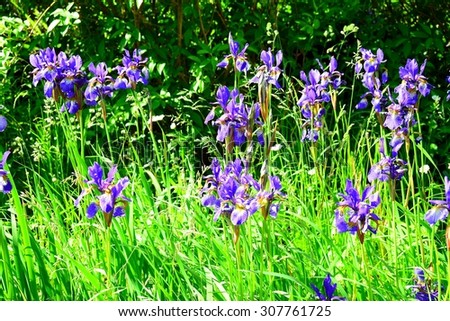 Close up of purple Japanese iris flowers in Vilnius.