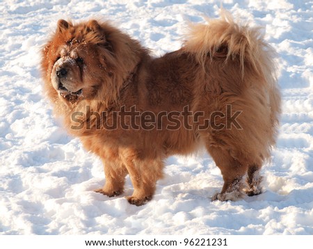 Chow Chow Dog, sun and  white snow.
