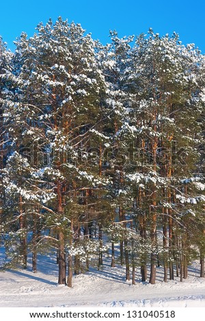 Russian forest in the winter during sunny day