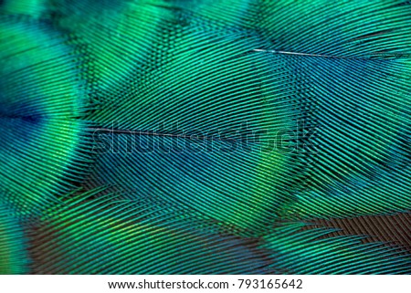 Similar – Image, Stock Photo Colorful peacock feather