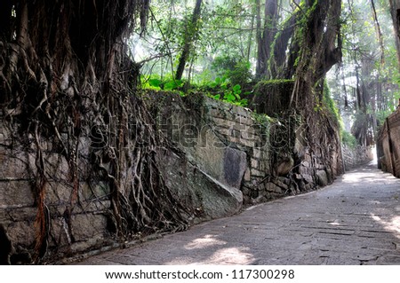 Stone wall and path covered by old trees
