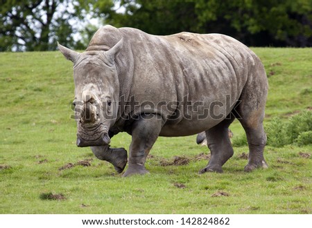 A white Rhino running in a field