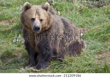A single Eurasian Brown Bear sitting in some grass