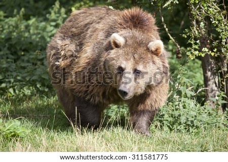 A Eurasian Brown Bear in the woods