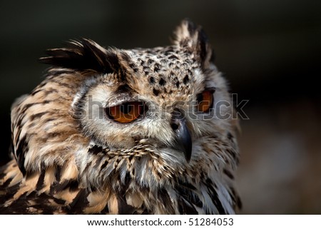 A profile view of an Eagle Owl