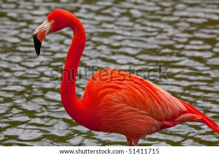 One solitary Flamingo standing in river