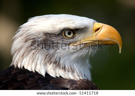 Profile view of a Canadian Bald Eagle