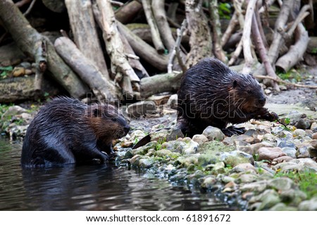 Two Beavers on the side of a river bank