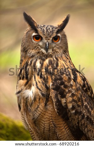 A portrait view of an Eagle Owl