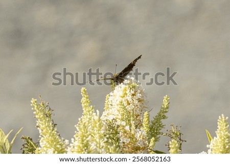 Similar – Image, Stock Photo Flight pause for butterflies